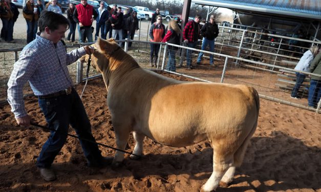 Annual AHS-CHS Livestock Show Opens Show Season for Ag Science Students